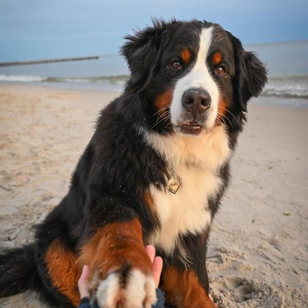 Dogs Welcome! Domek Na Zacisznej Pogorzelica  Εξωτερικό φωτογραφία
