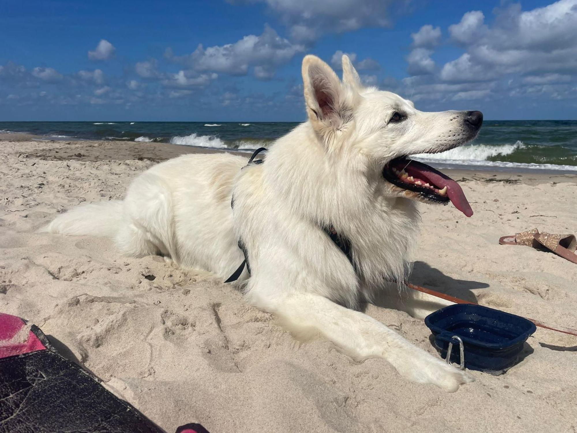 Dogs Welcome! Domek Na Zacisznej Pogorzelica  Εξωτερικό φωτογραφία